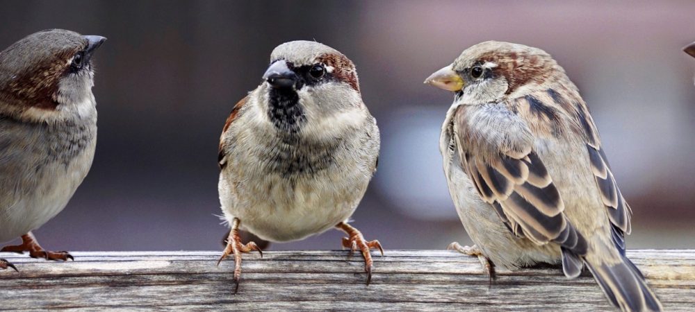 sparrows-2759978